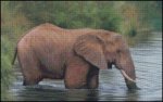 African Elephant in the Water (image for) African Elephant in the Water
